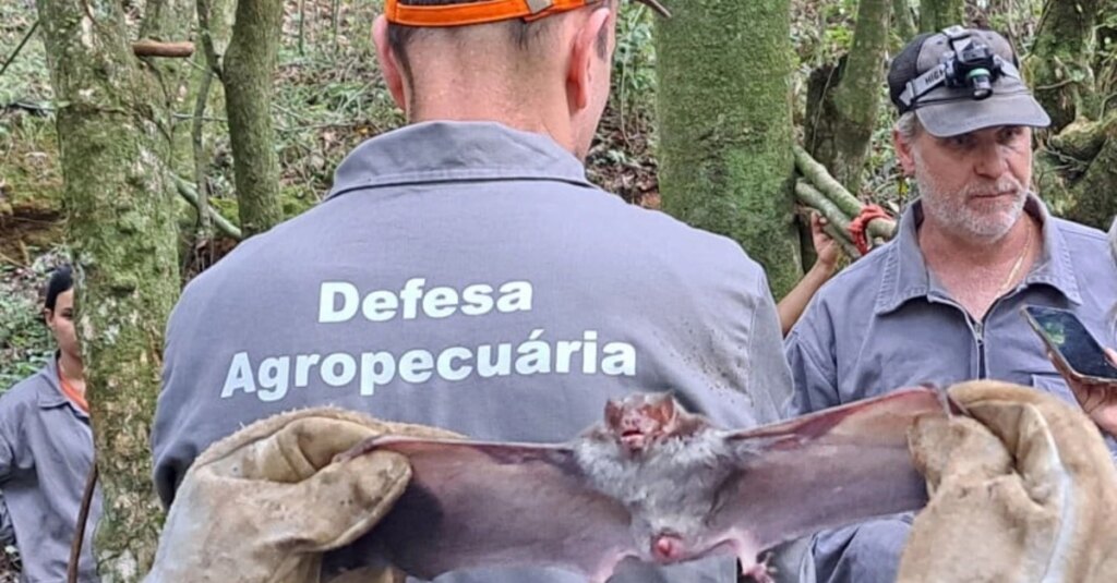 RS contabilizou 78 casos de raiva herbívora em 2023