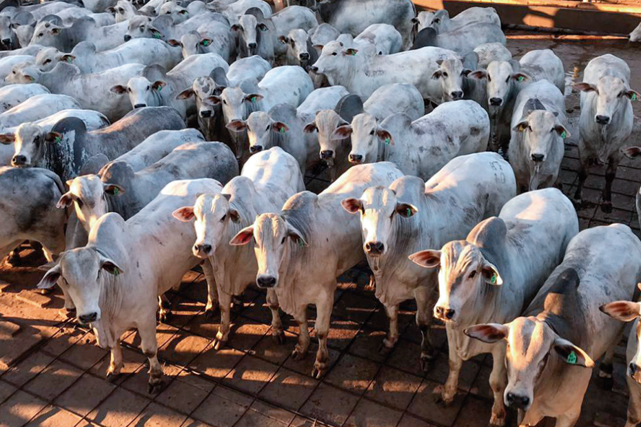 abate de bovinos sobe 19,9% no 4º tri de 2023 ante 4º tri de 2022 • Portal DBO