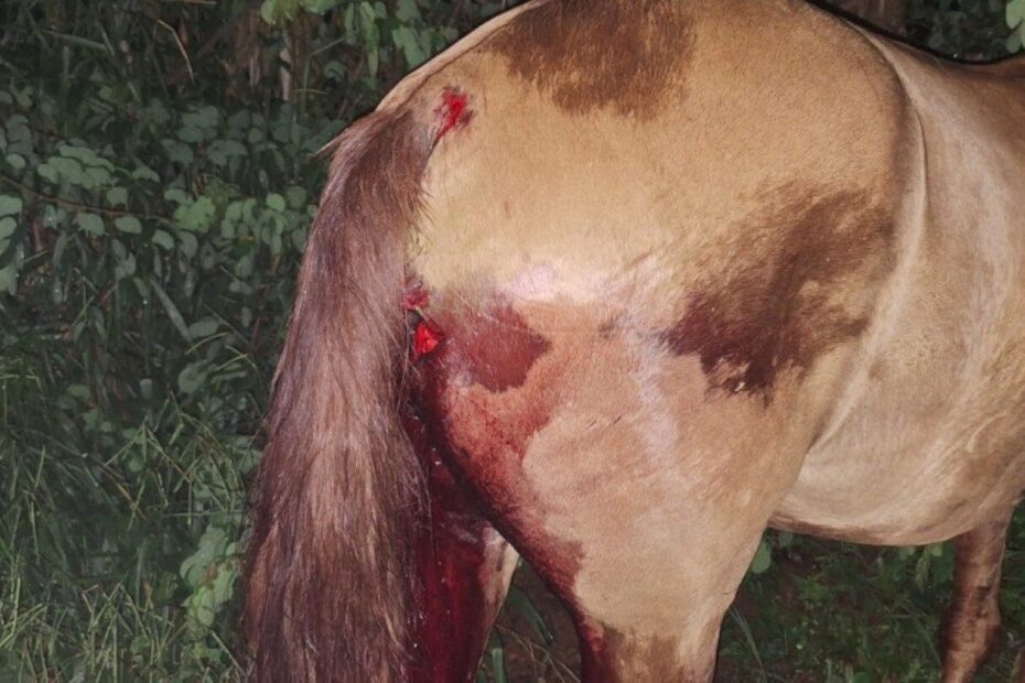 Motorista atropela cavalo na estrada e deixa cavaleiro ferido em Formiga, MG