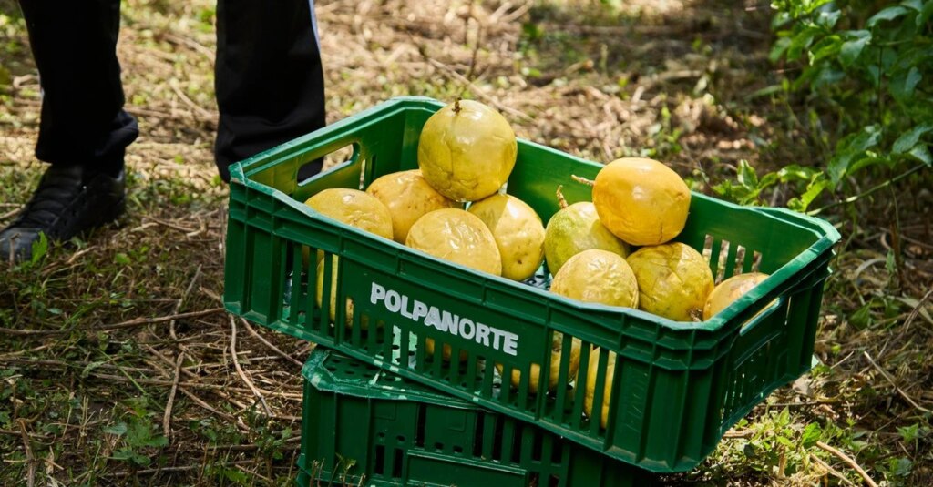 Agricultores do Paraná investem na produção de maracujá