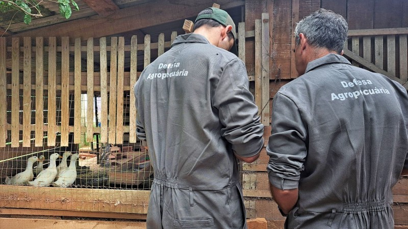 Agricultura conclui vigilância a propriedades num raio de 5 km do foco de gripe aviária em Rio Pardo