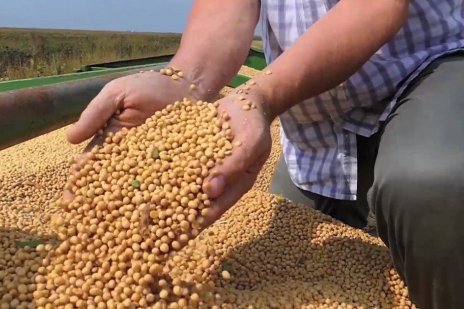 Agroconsult reduz previsão para safra de soja 2023/24 para 152,2 milhões de toneladas • Portal DBO