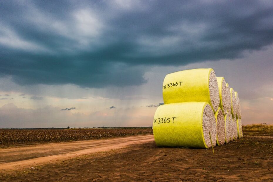 Produção global de algodão deve somar 24,48 milhões de t em 2023/24, diz Icac