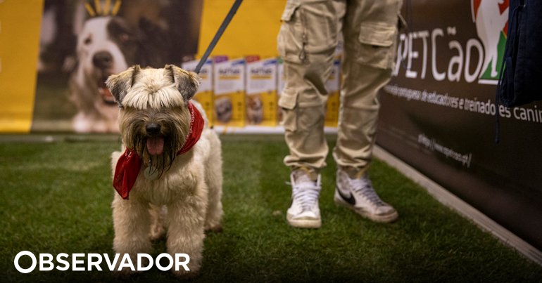 O cão Beltrão, o cavalo de pestanas cor-de-rosa e uma manhã no Pet Festival – Observador