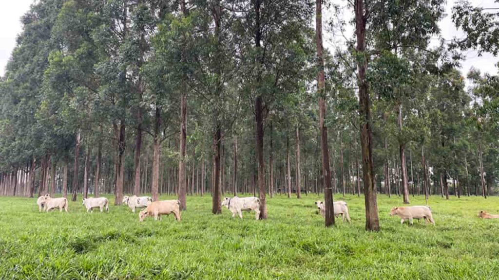 Árvores no pasto melhoram ganho de peso, conforto térmico e reprodução de bovinos