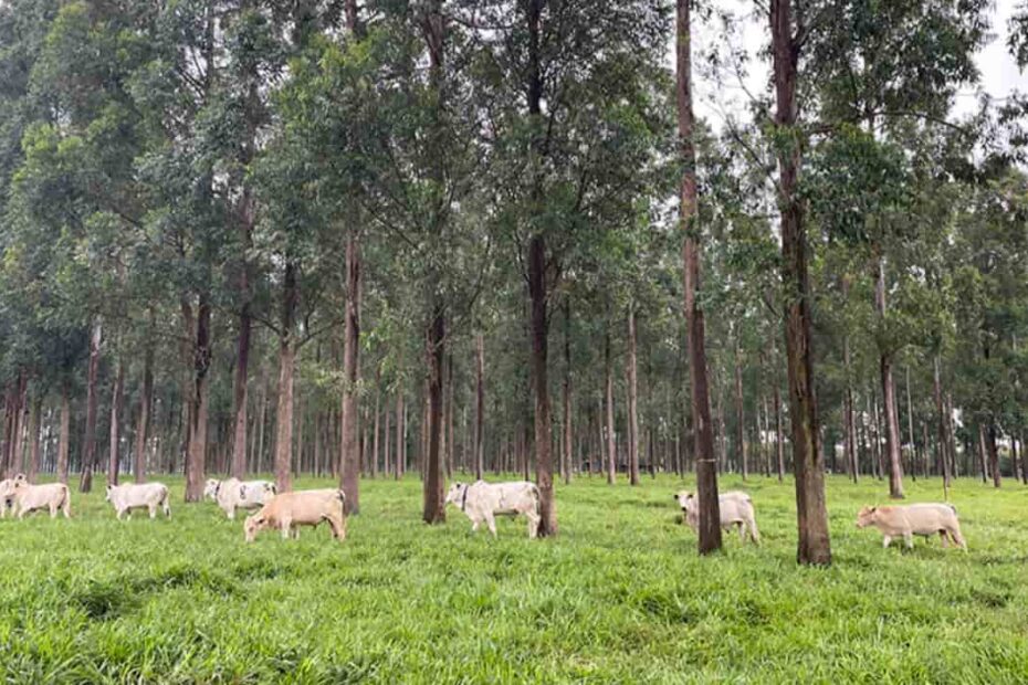 Árvores no pasto melhoram ganho de peso, conforto térmico e reprodução de bovinos