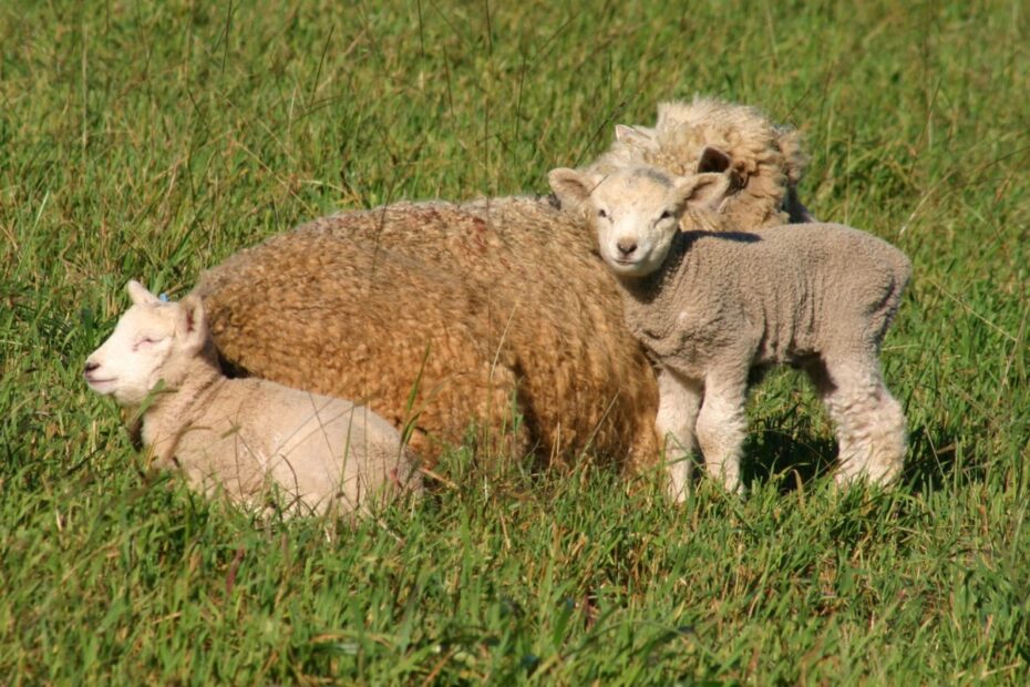 Registro de ovinos cresce quase 4% em 2023 | Ovinos