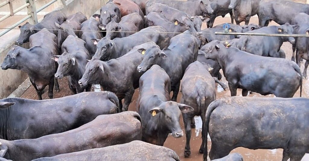 Bahia: Novilhas meio-sangue Angus e boiada castrada dão show de carne de qualidade