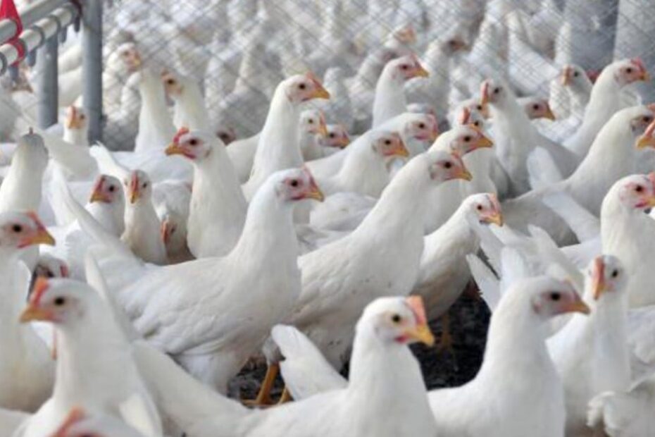Produção avícola da Bahia se destaca e lidera na região Nordeste