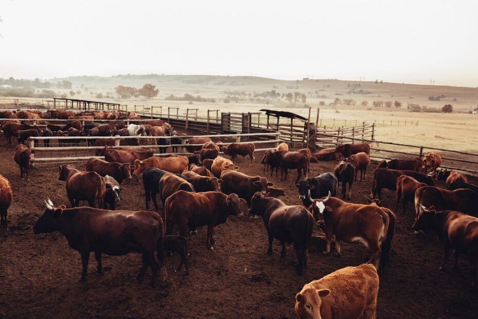 Gado bovino dos EUA chegou ao patamar mais baixo desde 1951