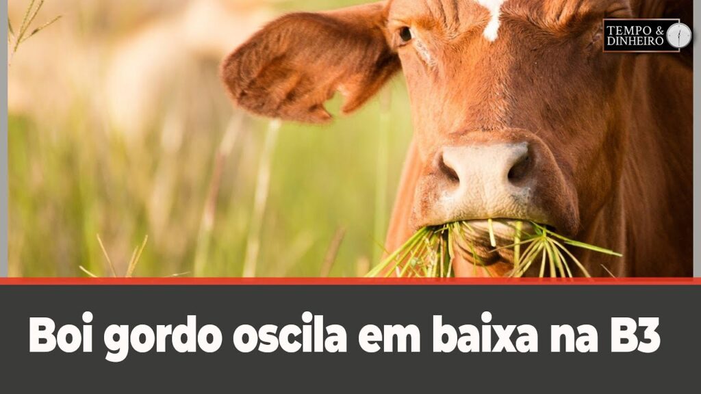 Boi gordo oscila em baixa na B3 e no mercado físico a espera de reação do mercado varejista - Notícias Agrícolas