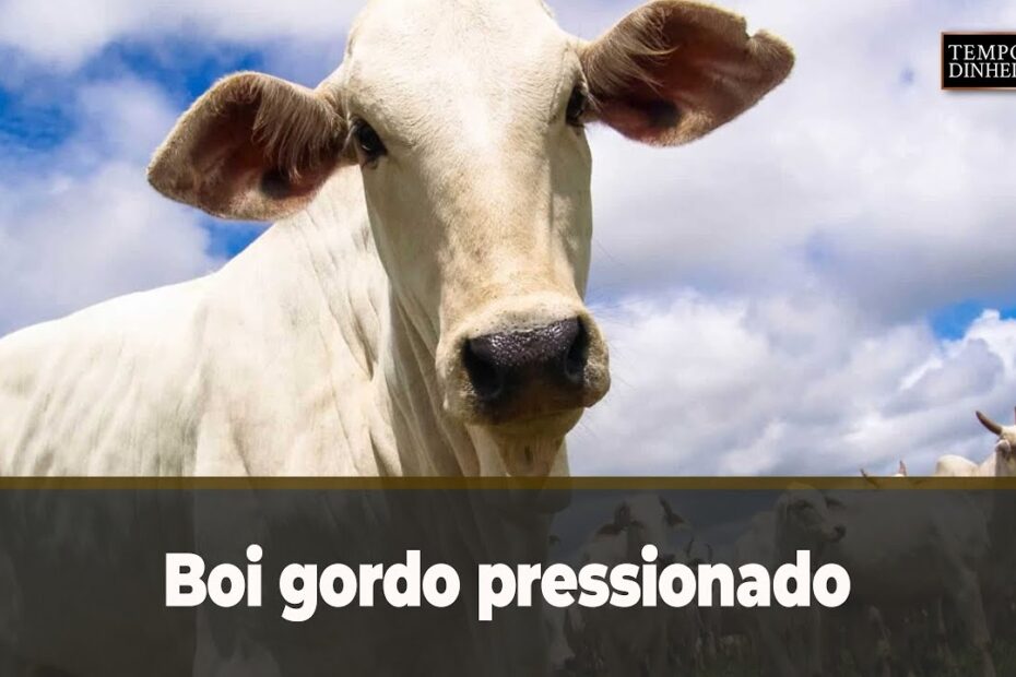 Boi gordo pressionado vê reposição com preços atrativos - Notícias Agrícolas