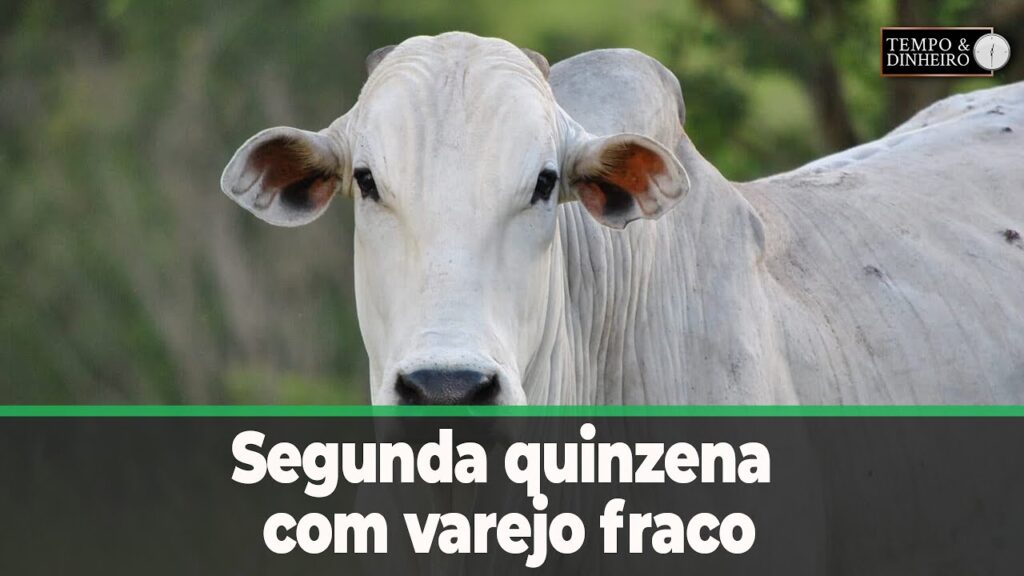 Boi gordo engasga na segunda quinzena com varejo fraco. Acompanhe o comentário de Hyberville Neto - Notícias Agrícolas