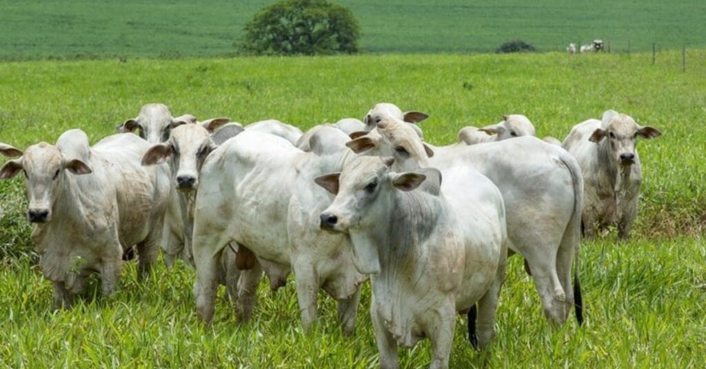 Preços do boi gordo continuam caindo no Brasil; veja cotações