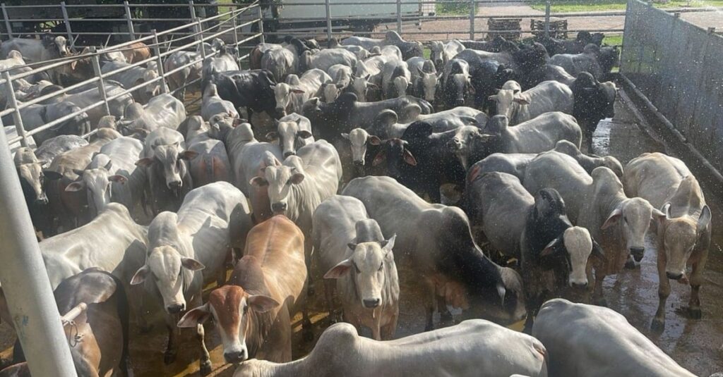 Boiada suplementada a pasto dá show de acabamento com mais de 22@ no Tocantins