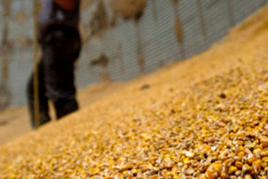 Brasil continua forte nos embarques de milho, mas volume fica abaixo do recorde de jan/23 • Portal DBO