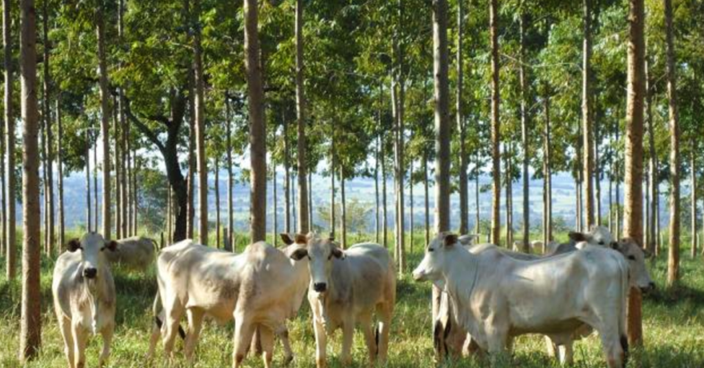 Brasil possui 28 milhões de hectares de pastagens degradadas com potencial para expansão agrícola • Portal DBO