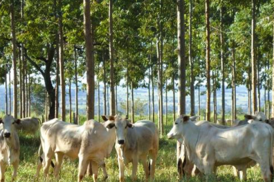 Brasil possui 28 milhões de hectares de pastagens degradadas com potencial para expansão agrícola • Portal DBO