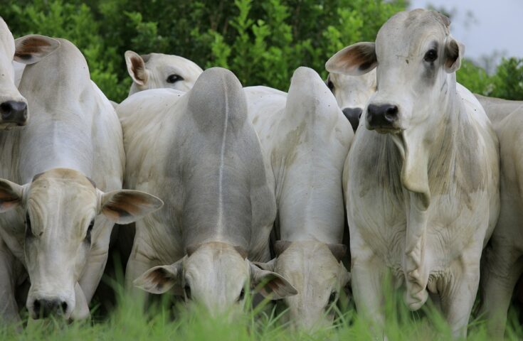 Calorão: confira medidas para evitar estresse térmico em bovinos