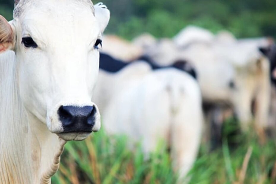 Produção de carne bovina bate recorde em 2023