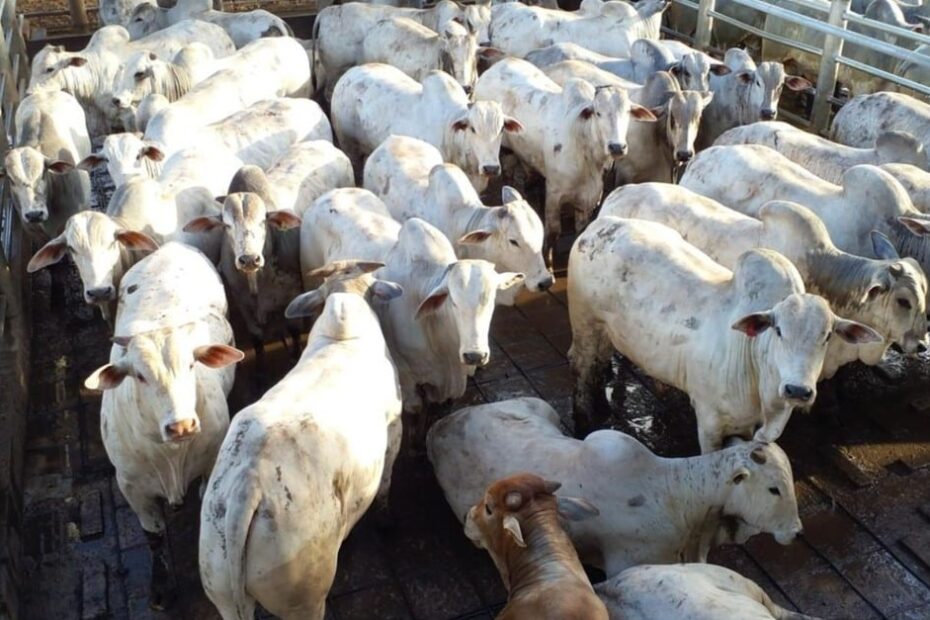 Boiada bruta confinada de quase 23@ é show de carne no interior de SP