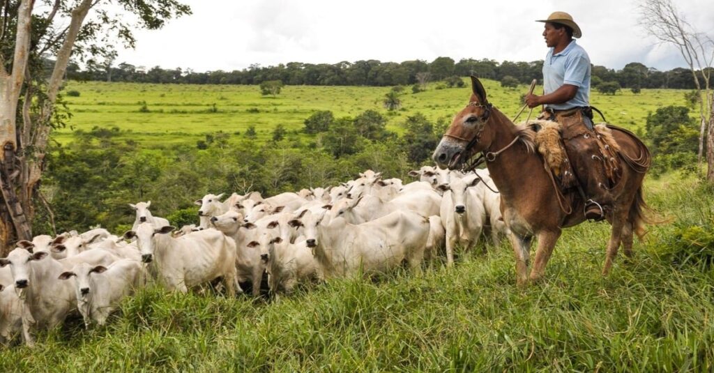 Genética bovina brasileira já é usada por pecuaristas de 21 países 