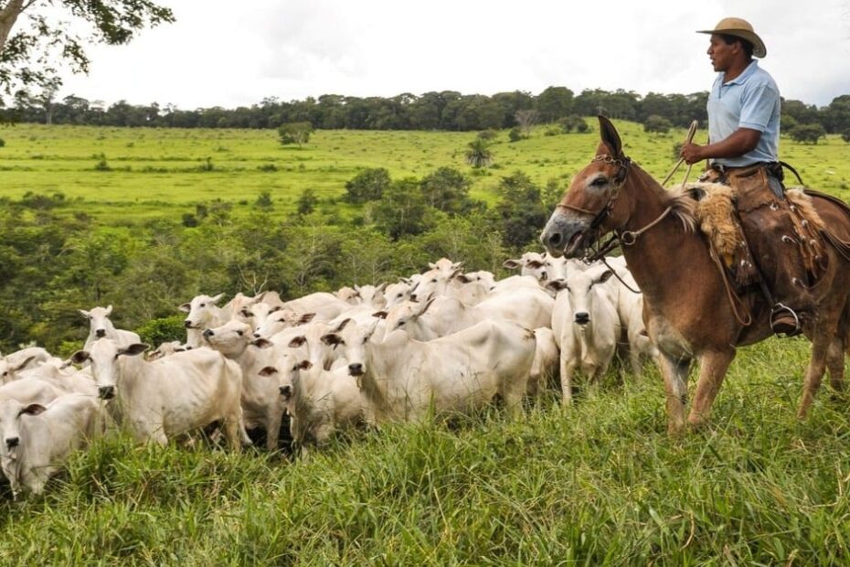 Genética bovina brasileira já é usada por pecuaristas de 21 países 