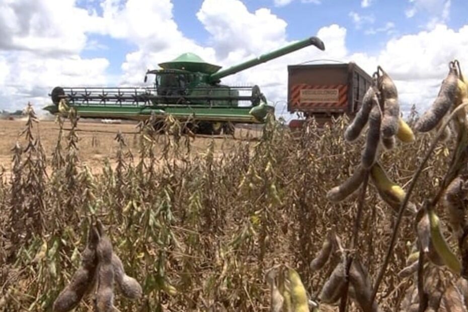 Colheita da soja 2023/24 atinge 15,7%. Veja evolução dos estados