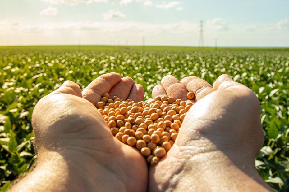 Colheita de soja 2023/24 atinge 32% da área no Brasil, mostra AgRural • Portal DBO