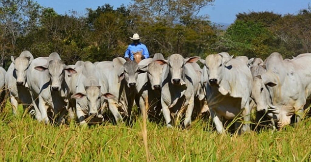 Escoamento da carne impacta nos preços da arroba do boi gordo