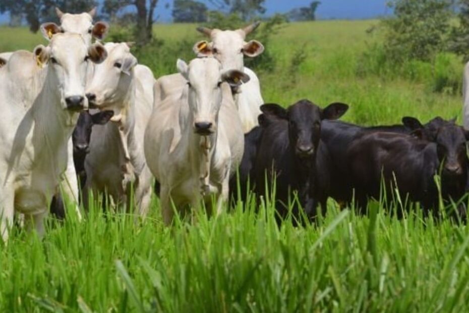 Abate de bovinos e suínos cresce no 4º trimestre de 2023