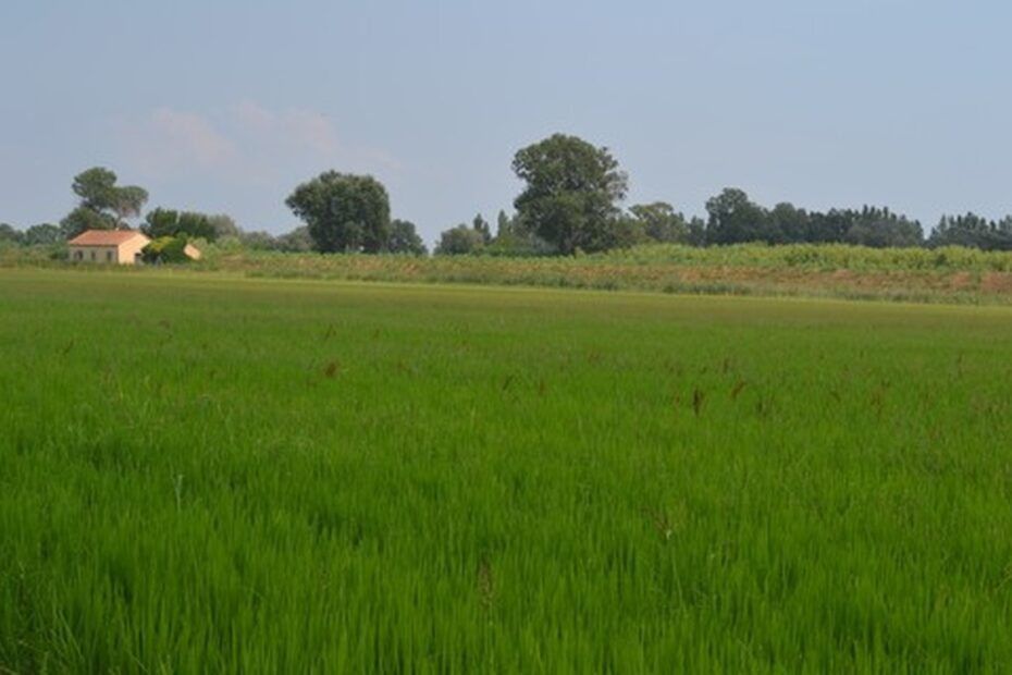 Quebra da safra e recuo dos grãos afetam arrendamento de terras; entenda | Agricultura