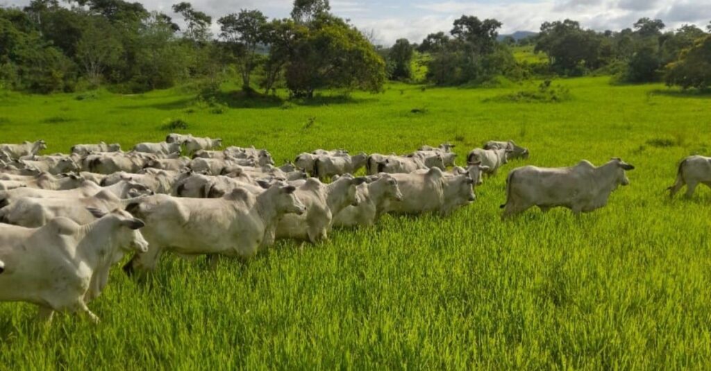 De novato a Nota 10: saiba o que fez um empresário trocar a área de TI pela criação de gado na Bahia