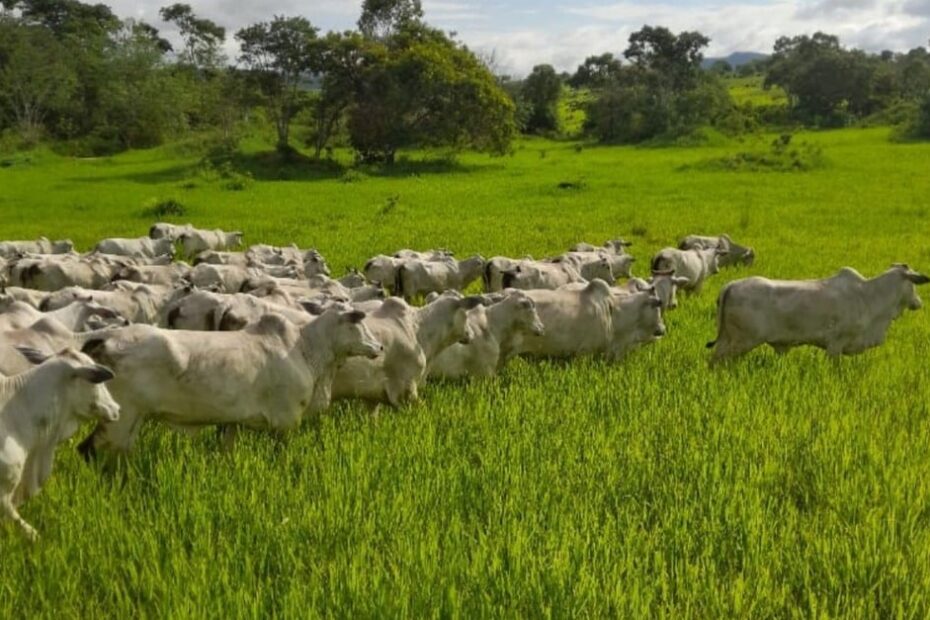 De novato a Nota 10: saiba o que fez um empresário trocar a área de TI pela criação de gado na Bahia