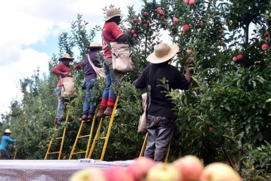 Produtores de maçã enfrentam desafios na colheita