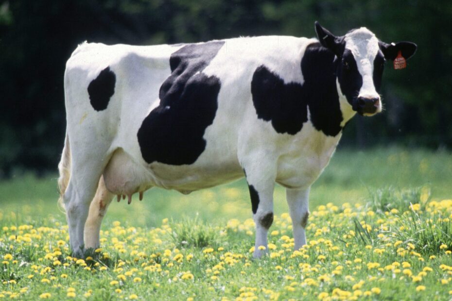 Qual a raça bovina com maior produtividade de leite? — CompreRural