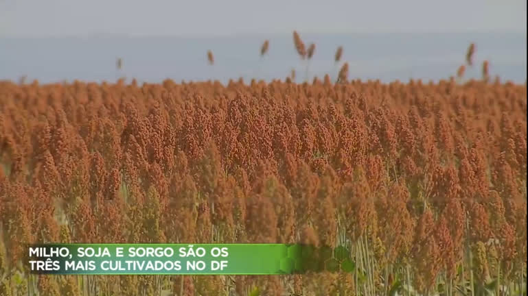 Plantações de sorgo está entre as três maiores do Distrito Federal - Brasília