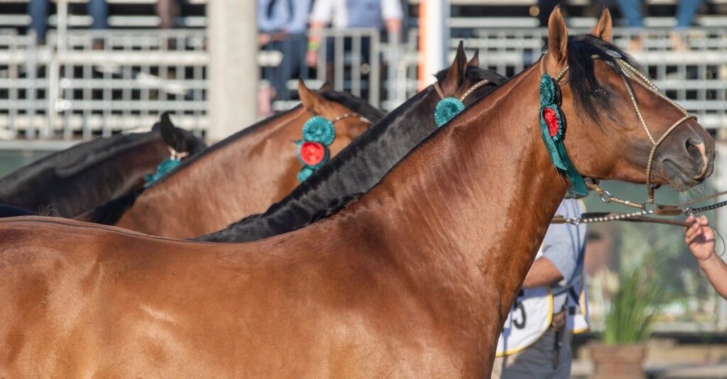 Seletivas morfológicas do Cavalo Crioulo será em março