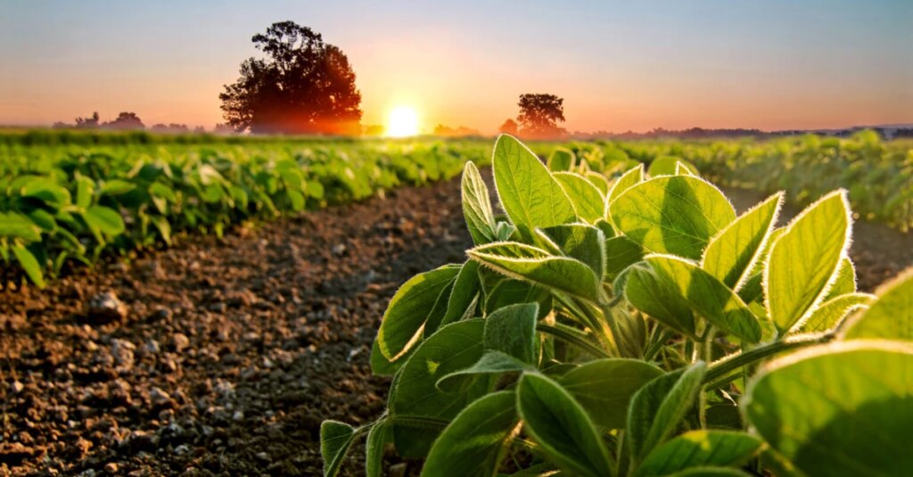 Rio Grande do Sul mantém potencial produtivo da soja