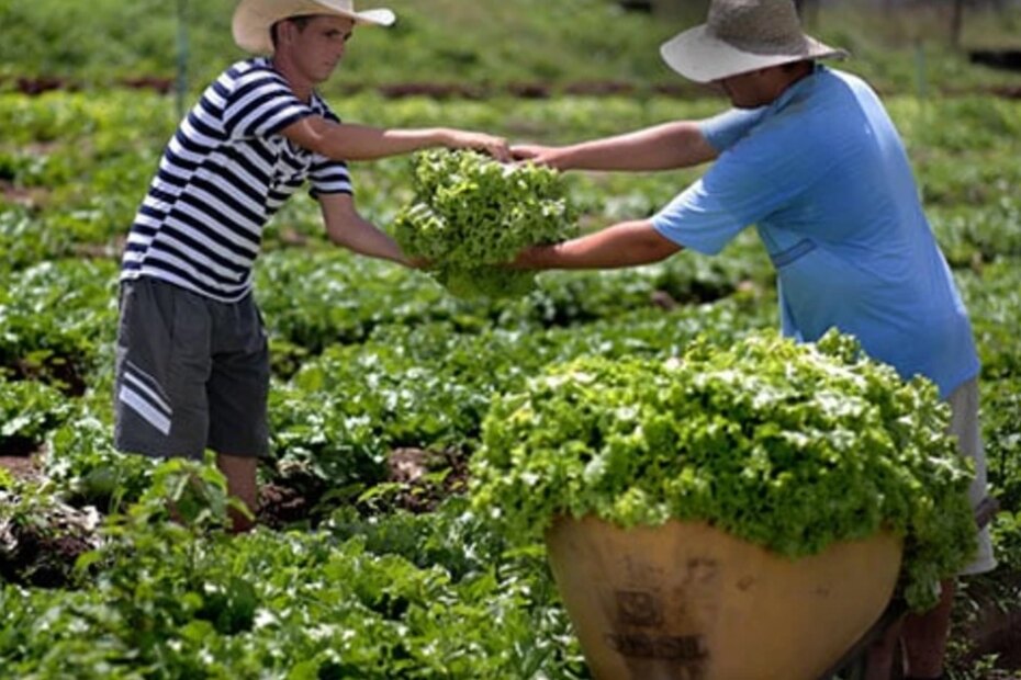Agricultores entregam 21,5 toneladas de alimentos pelo PAA
