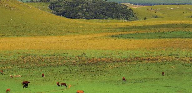 Agricultura e florestas exóticas cortaram 30% da vegetação nativa do Pampa