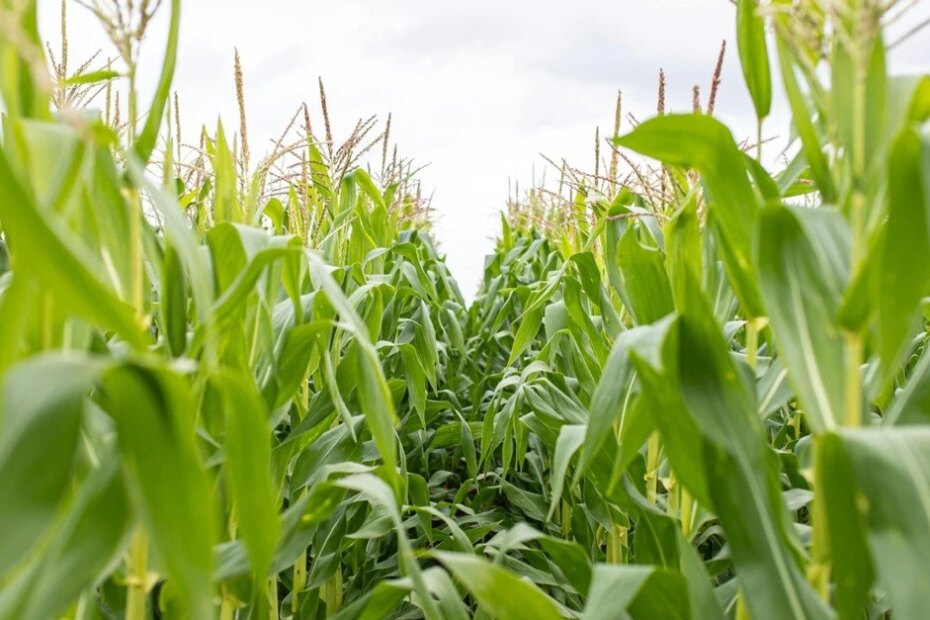 Deral apresenta relatório sobre a safra de verão 2023/24 do milho