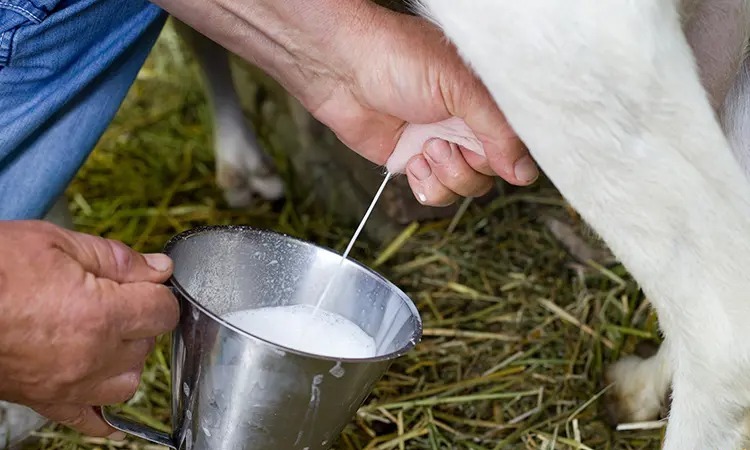 Leite de cabra: a alternativa saudável e saborosa ao leite de vaca