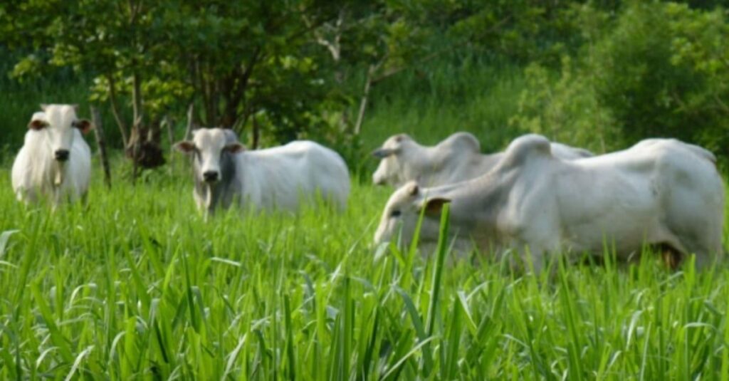 Sabia como controlar a Braquiária em pastagem de Panicum Mombaça