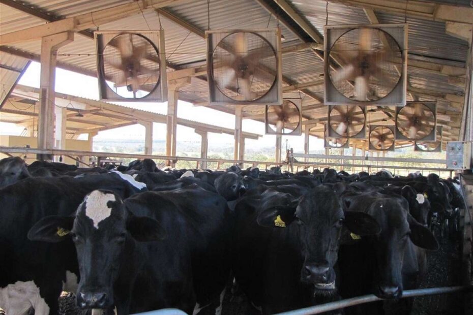 Qualidade da ventilaÃ§Ã£o e desempenho de vacas leiteiras