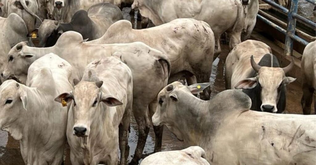 Zero e dois dentes: garrotada “batoquinha” é destaque em Goiás com mais de 19@