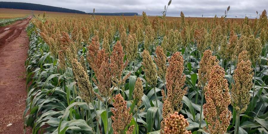 Cultivo de sorgo vem ganhando espaço entre produtores da região Noroeste paulista - Diário da Região