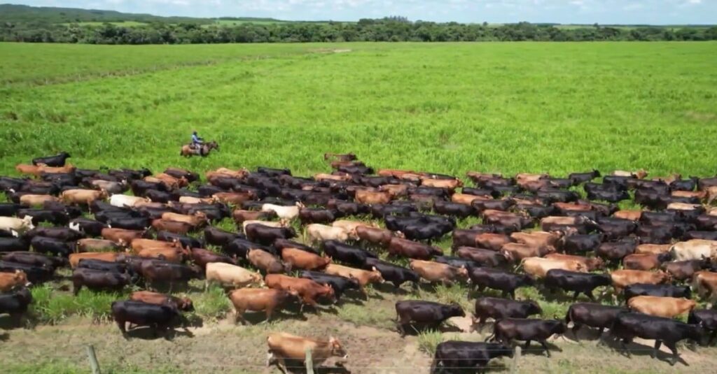 Agropecuária Leopoldino: saiba os segredos do manejo e genética para carne de excelência