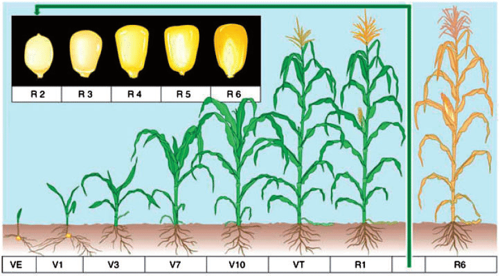 Você está visualizando atualmente Fenologia do milho: manejo aplicado nos principais estádios de desenvolvimento