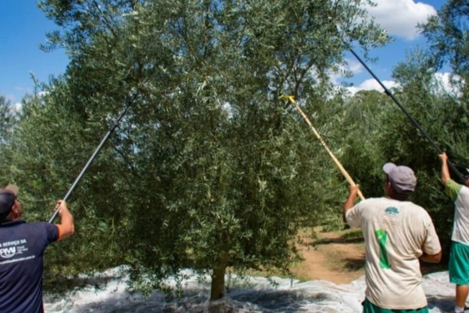Rio Grande do Sul lidera produção de azeite de oliva